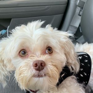 Meet your Posher, Lily